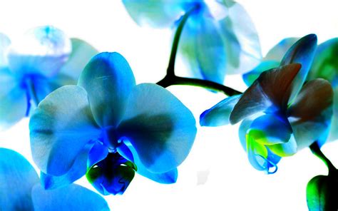 Blue Orchid Wallpapers High Quality Download Free