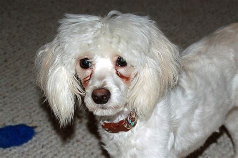 Best dog food for maltese tear stains: How to Naturally Remove Tear Stains From the Fur on Your ...