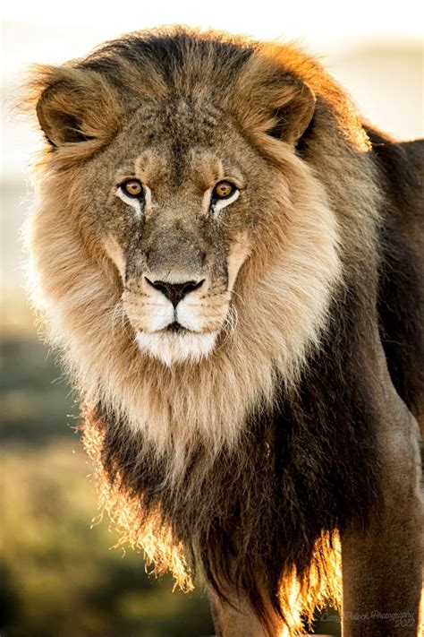 Beautiful Lion King Of The Jungle N Friends Pinterest