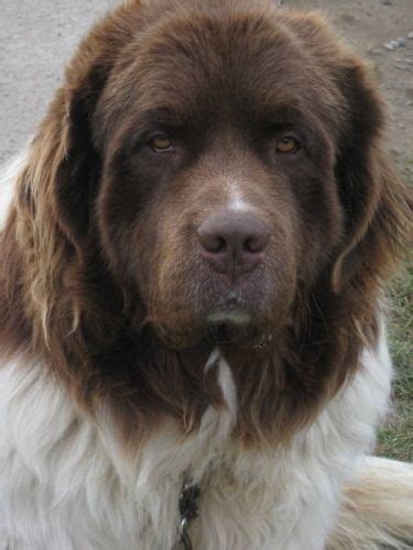 Bernard/leonberger puppies for sale $3000. Landseer Bronze/White..