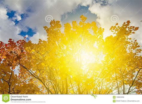 Beautiful Autumn Trees On A Sunny Day Stock Photo Image Of