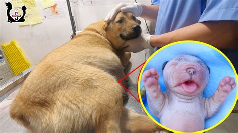 Helping Tailess Mommy Dog Giving Birth For Her Six Cutest Puppies Youtube