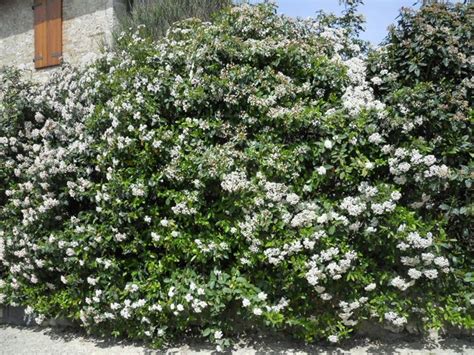 Questa varietà presenta una fioritura di fiori bianchi a mazzetti che conoscono il massimo sviluppo fra la primavera e l'estate. Siepi crescita rapida - Siepi - Siepi crescita veloce