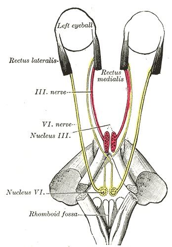 Anatomy Head And Neck Eye Nerves Statpearls Ncbi Bookshelf