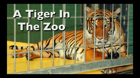 Tiger In The Zoo Part 2 Youtube