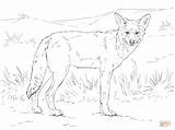 Coloring Coyote Pages Printable Color Drawing Print Getcolorings sketch template
