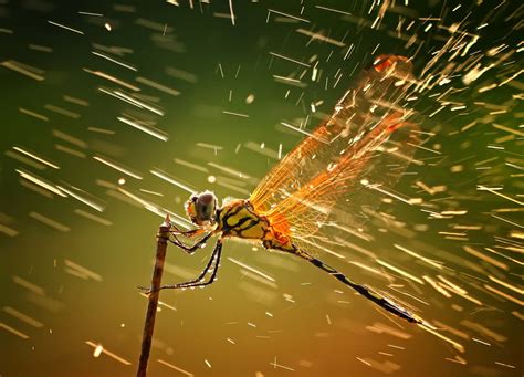 Winners Of The National Geographic Photo Contest 2011