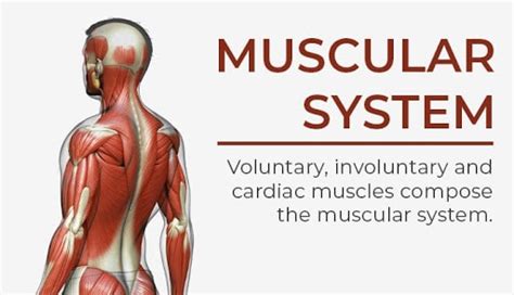 Muscular System Organs