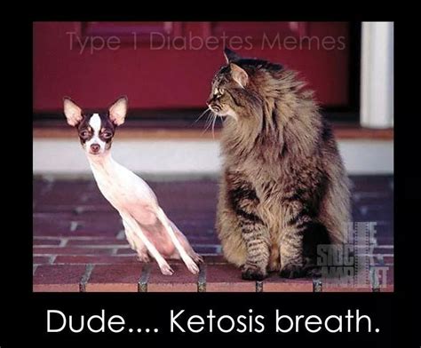 A cat may experience diabetic ketoacidosis if they have undiagnosed or untreated diabetes. Those hypoglycaemic dogs look pretty good on a bad bg day ...