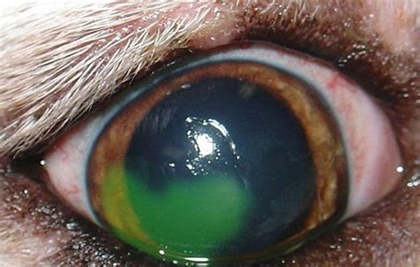 Corneal Ulceration In Dogs And Cats Diagnosis And Treatment Vetbloom