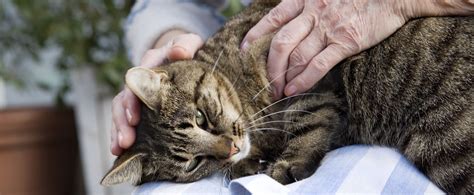 Cara menyusukan anak kucing baru lahir. Penjagaan Kucing Rumah Yang Perlu Anda Tahu! | EncikShino.com