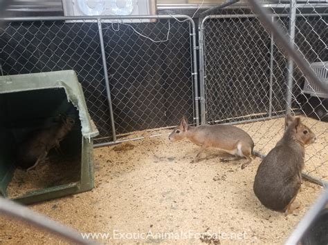 Patagonian Cavy Trio For Sale