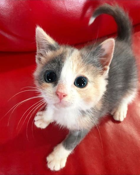 19 Cats With Puppy Dog Eyes Kittens Cutest Cute Baby Animals Cute Cats