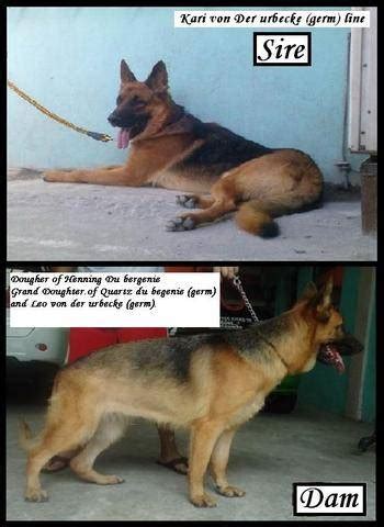 German Shepherd Xxl Puppies For Reservation 2males Available FOR SALE