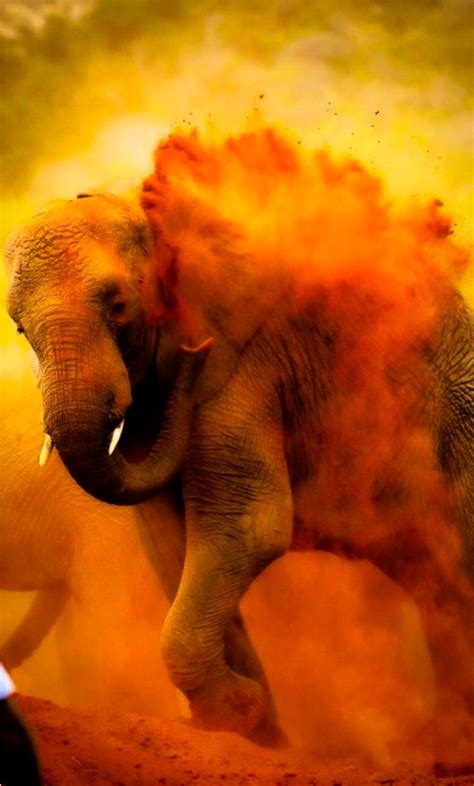 Elephant Bath Holi Colors Colours India Colors Beautiful Creatures