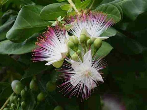 The logic of the terminology is that if the source (the tree) of the evidence or evidence itself is tainted, then anything gained (the fruit) from it is tainted as well. How to Grow and Care for a Sea Poison Tree | World of ...