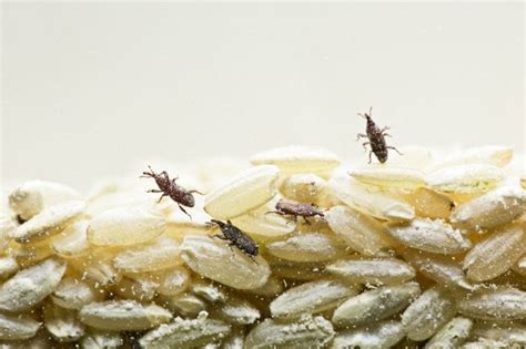 How To Get Rid Of Weevils In Your Pantry Bob Vila