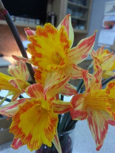 Red Daffodils Daffodils Birth Flowers Daffodil Bulbs