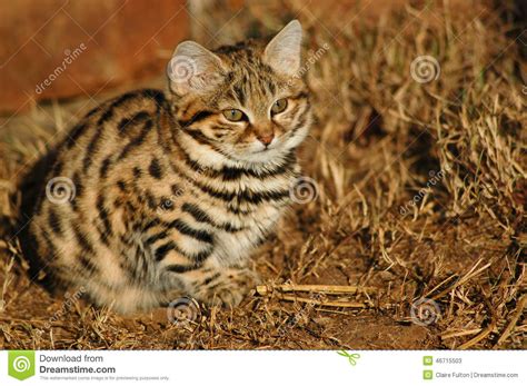 Flights to south africa & beyond. Small Black Footed Cat ( Felis Negripes ) Stock Photo ...