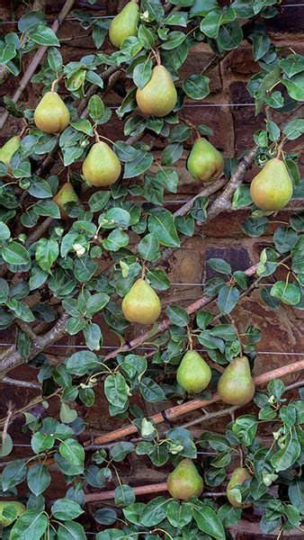 Pyrus Doyenne Du Comice Fan Trained Pear Trees For Sale Uk In 2021