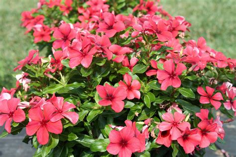 Do vincas like sun or shade? These "air-brushed" summer flowers can really take the ...