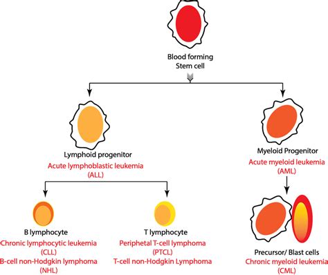Origin Of Different Subtypes Of Blood Cancer Red With Respective