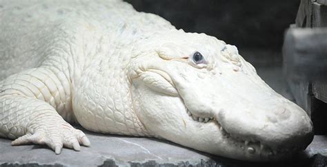 Learn where to find gators in town, out in the swamps, and at the zoo. Rare white alligator at New Orleans Audubon Aquarium of ...