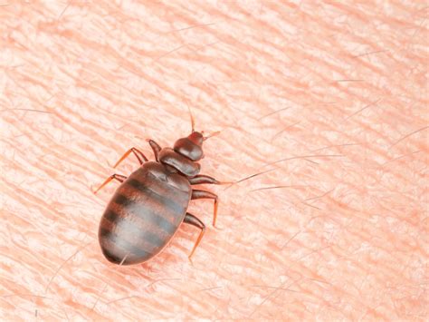 Do Bedbugs Jump Bedbugs Are One Of The Most Common House Pests And Are
