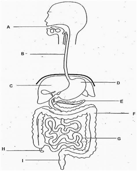 Digestive System Diagram No Labels Beautiful Blank Human Body Digestive