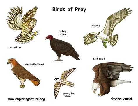 Birds Of Prey With Names
