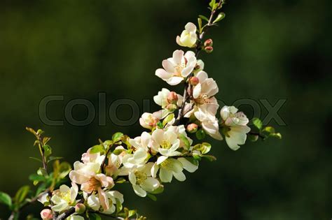 Spring Blossom Branch Of A Blossoming Stock Image Colourbox