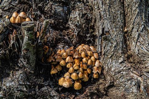 Mushrooms Grow On A Tree Stump In The Forest Sunny Bright Day Stock