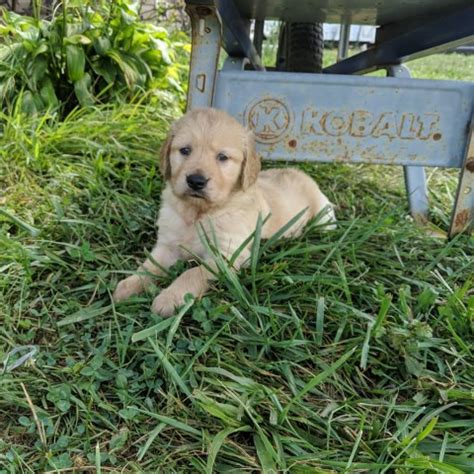 The most recent published articles. Golden Retriever puppy dog for sale in Greeneville, Tennessee