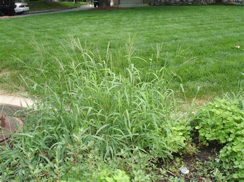 Is Crabgrass Making You Crabby Try These Tips To Help Both This Year