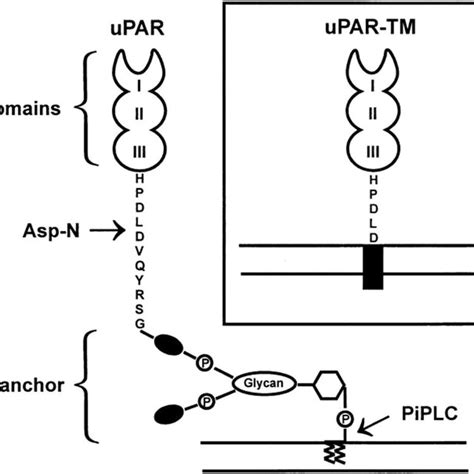 Characterization Of Labeled UPAR Modified UPAR And M UPAR A