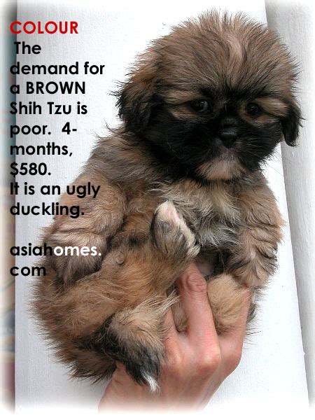I am a very cuddly female shihtzu puppy! 031119ASingapore real estate, condo internet advertising ...