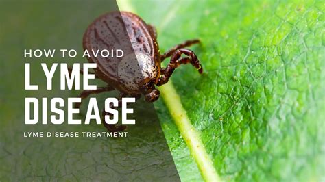 How To Avoid And Treat Lyme Disease Ag Care