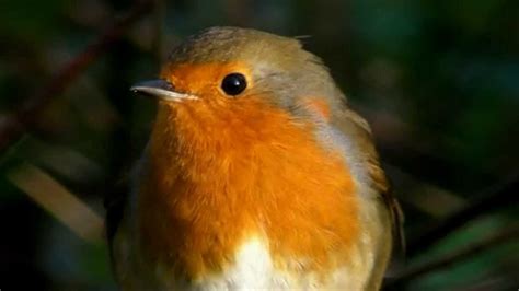 Robin British Uk And European Bird Birds Of Cornwall Youtube