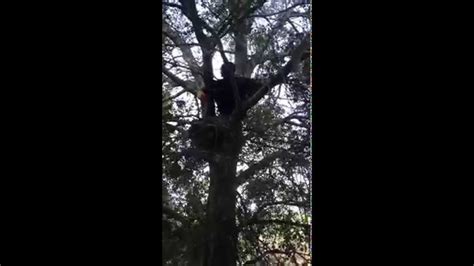 Climbing A Tree Barefoot Youtube