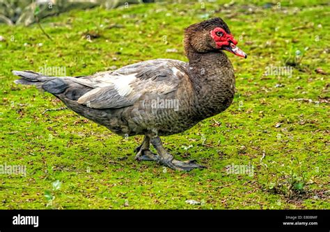 Muscovy Duck Walking On The Green Grass Stock Photo Alamy