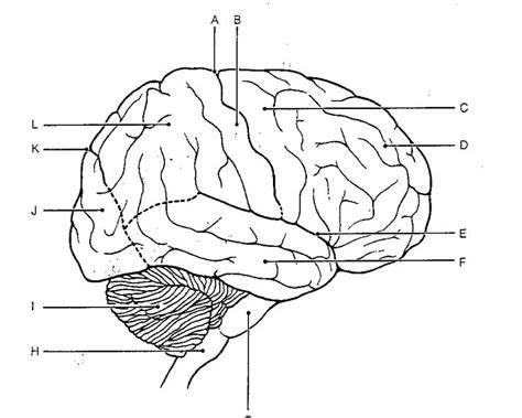 Brain Diagram Ap Psychology Brain Diagram Human Brain