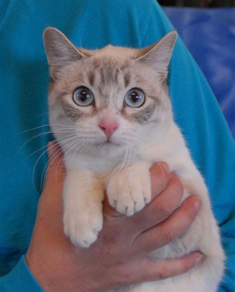 Lynx point in cats & kittens for rehoming in ontario. Mystery, an enchanting young Lynx Point Siamese mix ...