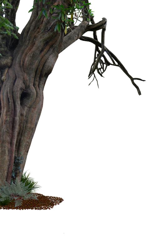 Tree Trunk Png Png Image Collection