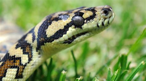 Most Deadliest Australian Snakes Wildlifegalaxy