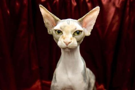 We at best bestsphynxkittens have taken meticulous care of our sphynx cats by bathing and cleaning the skin every week to remove oil we do not just groom sphynx kittens we love them and treat them as equal members of our family.sphynx cat for sale at affordable prices. FOR SALE: Sphynx kittens