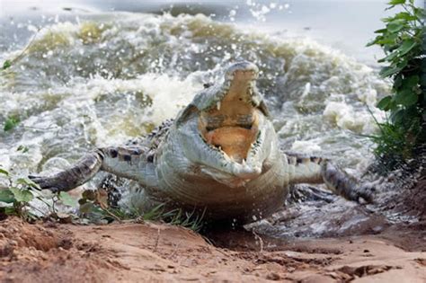Pastor Eaten By Crocodiles After Trying To Walk On Water Like Jesus
