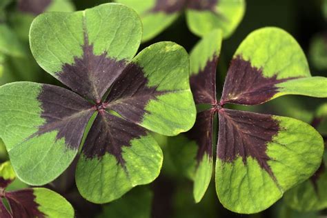 That Four Leaf Clover You Found May Not Be A Four Leaf Clover