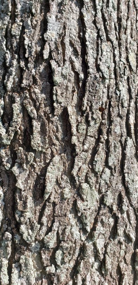 Tree Bark Texture Hd Background Cbeditz