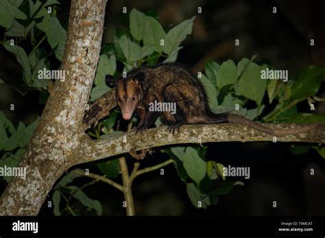 Common Opossum Didelphis Marsupialis Also Called The Southern Or