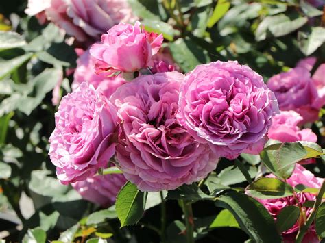 Zwergrose Lavender Ice Expertenwissen Zu Dieser Rose